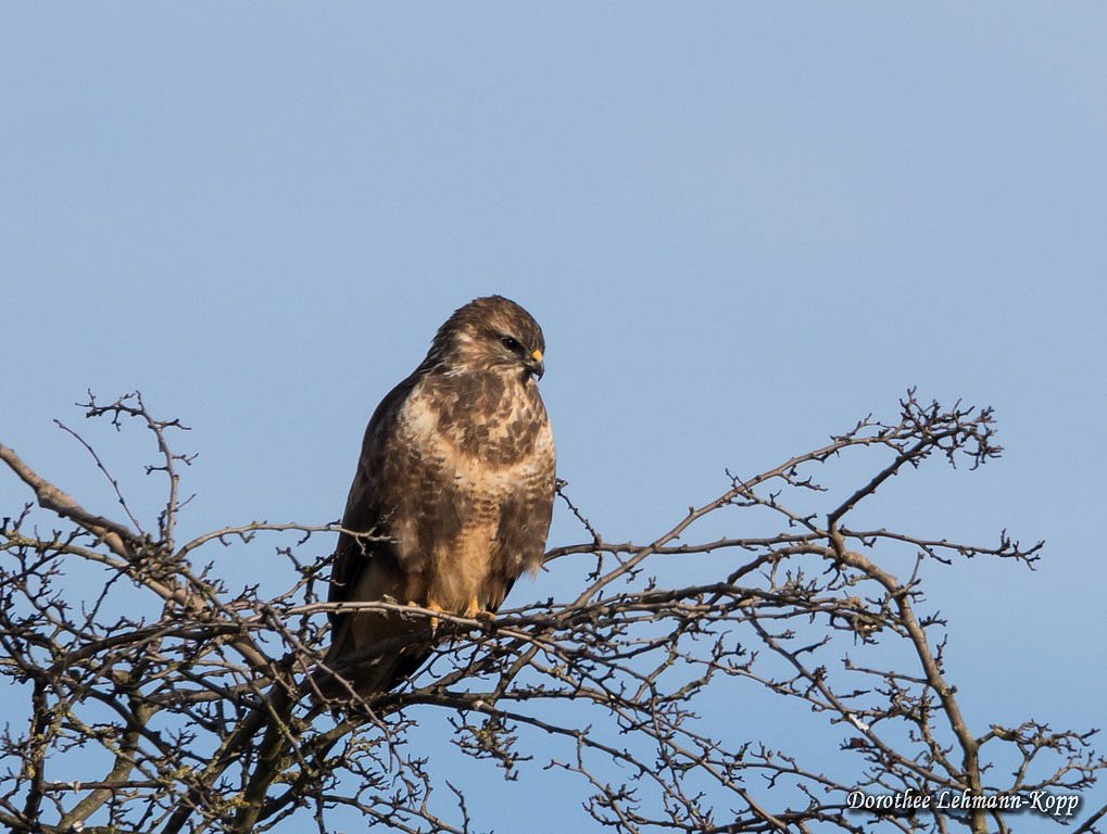 Bussard
