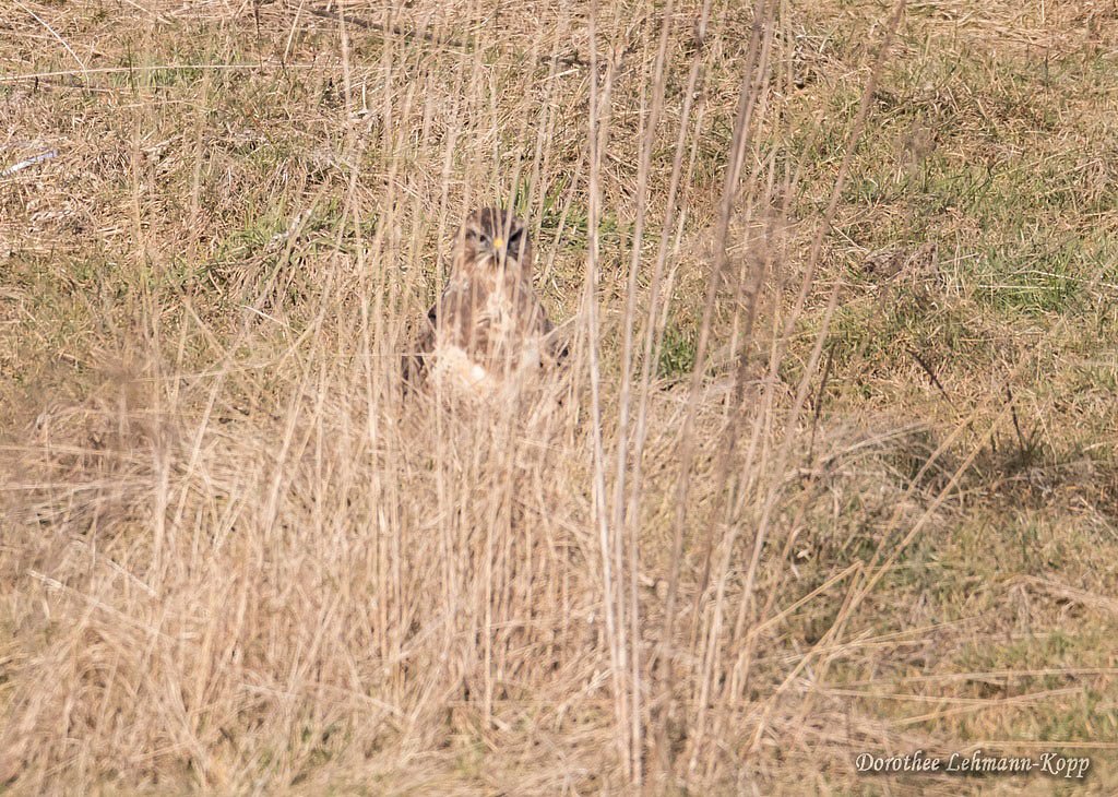 Bussard