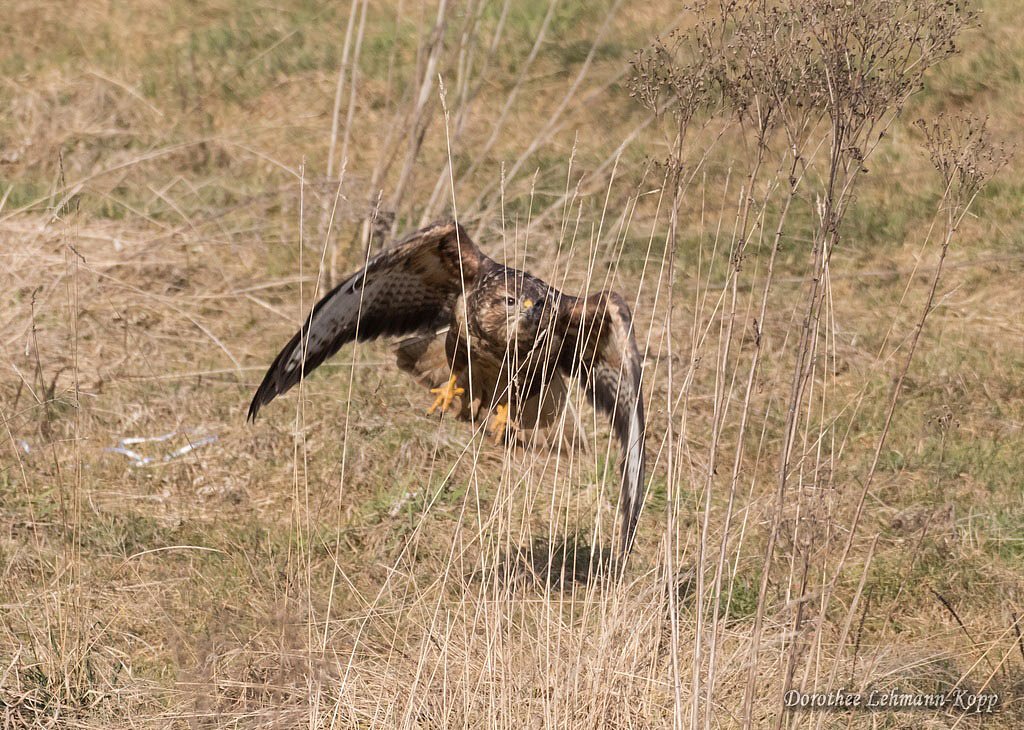 Bussard