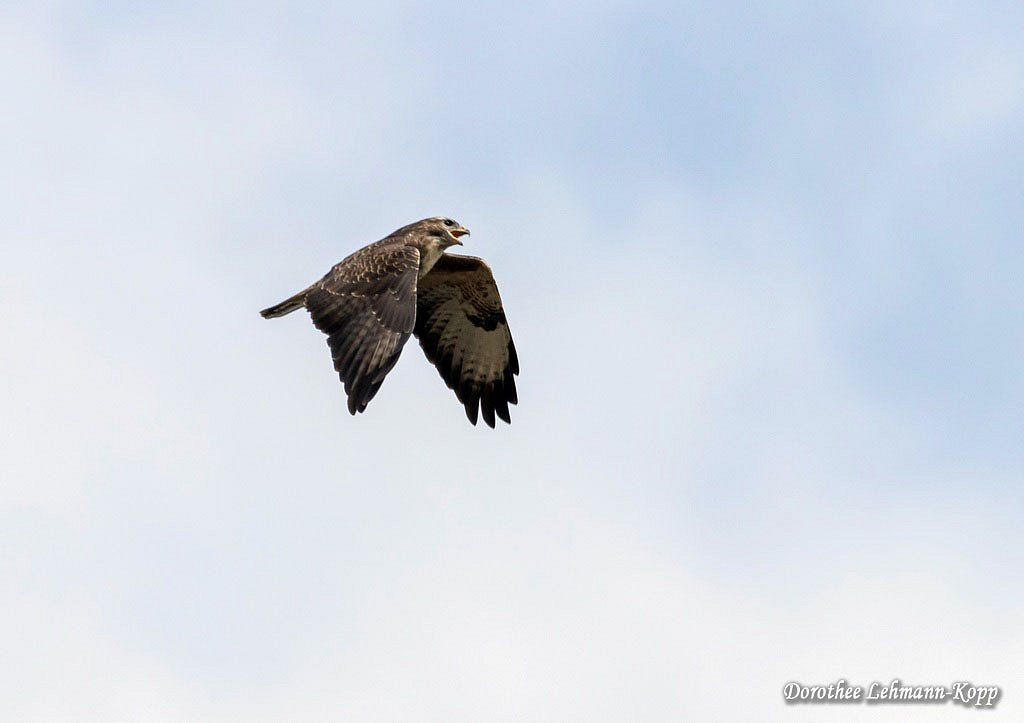Bussard