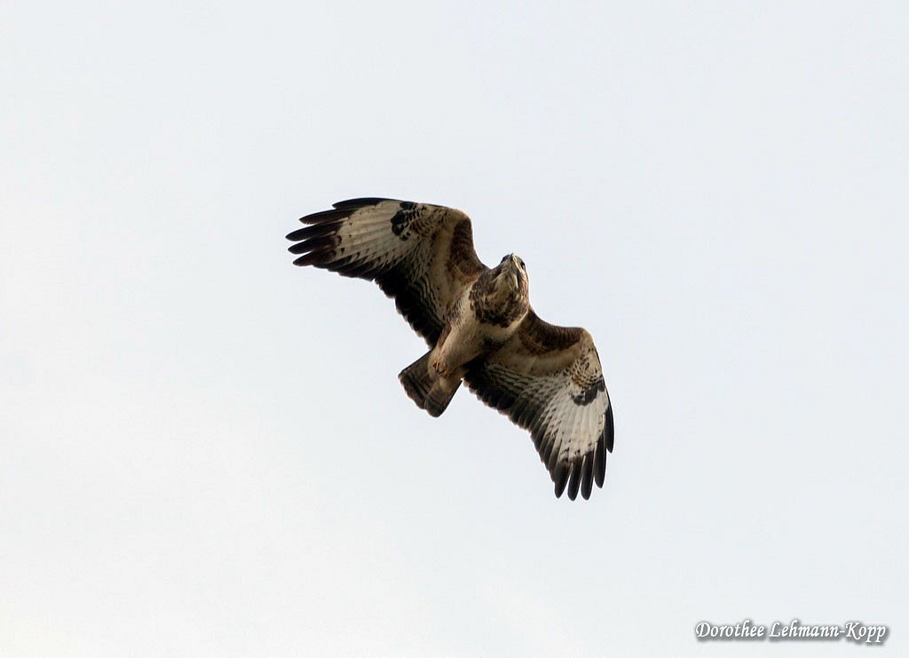 Bussard