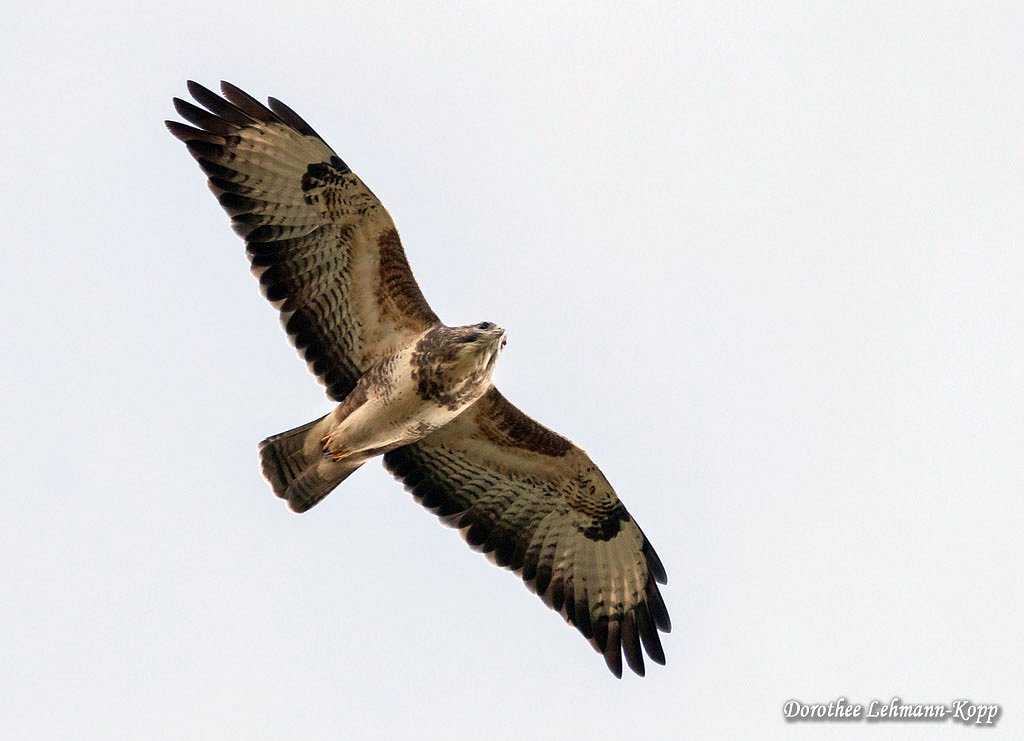 Bussard
