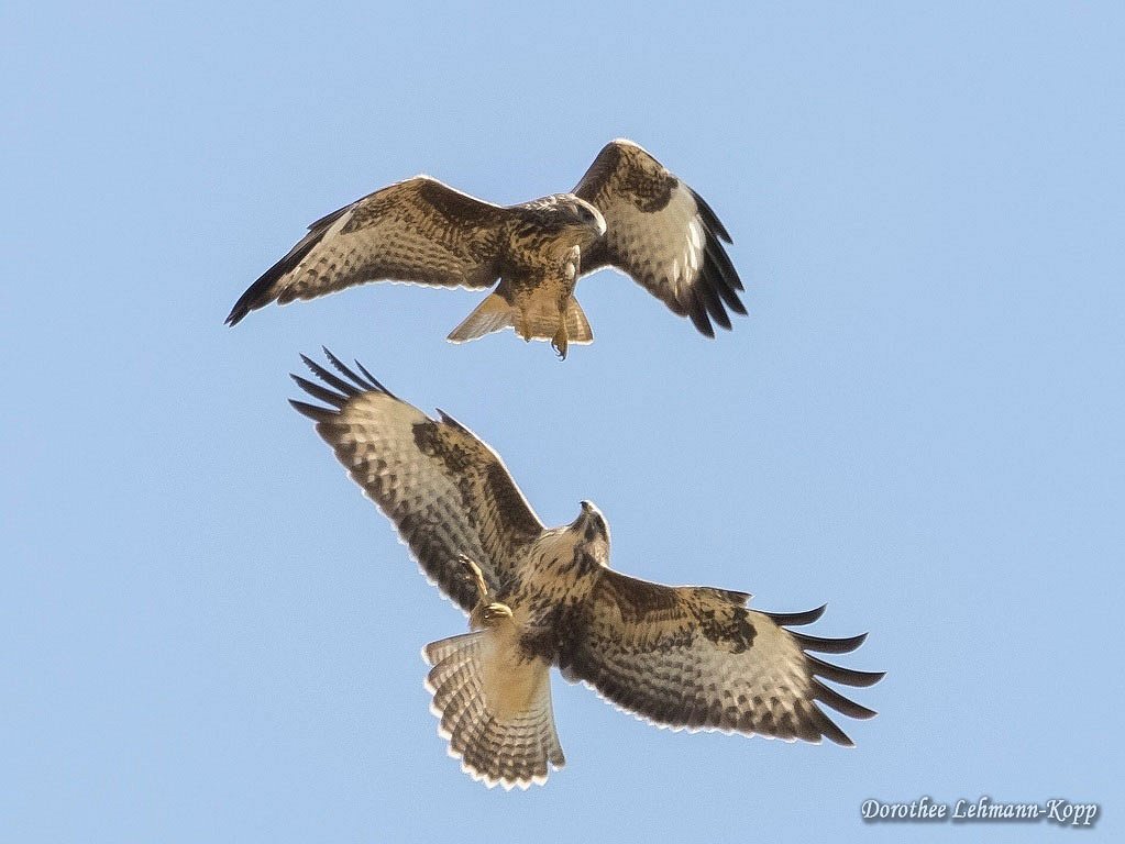 Bussard