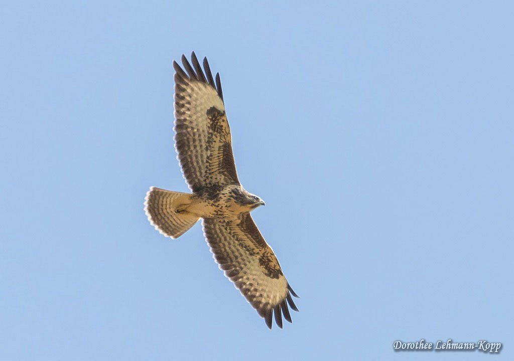 Bussard