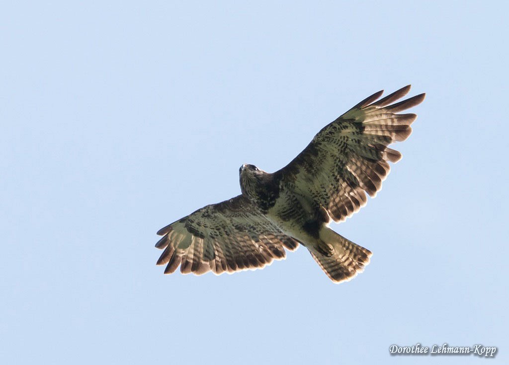 Bussard