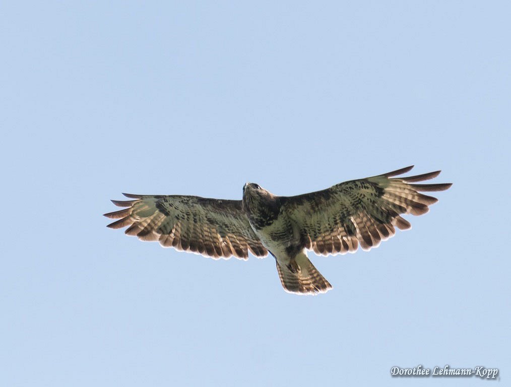 Bussard
