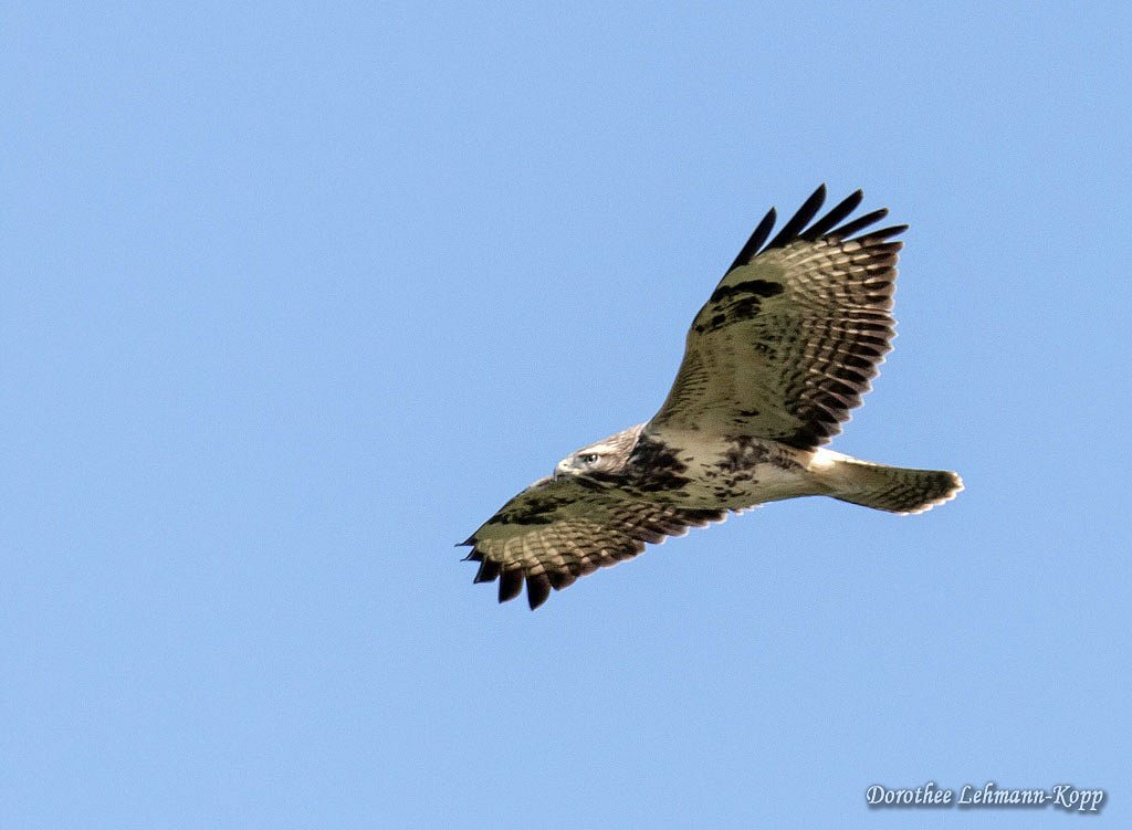 Bussard juvenil