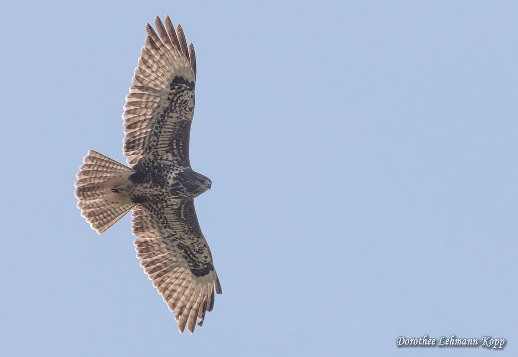 Bussard juvenil