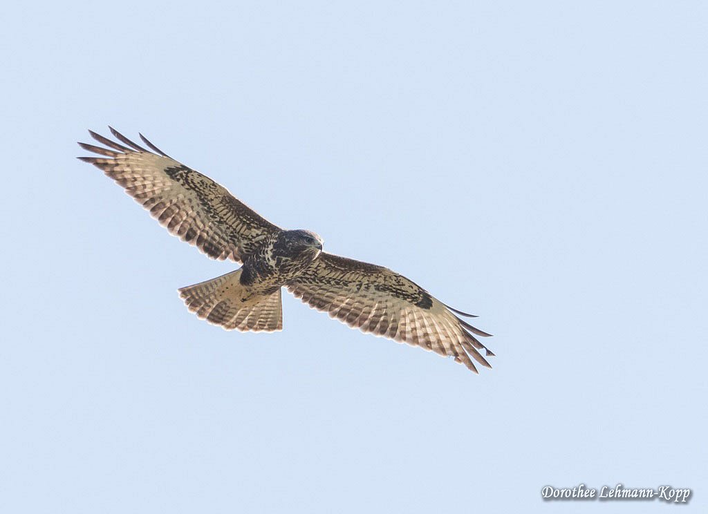 Bussard juvenil