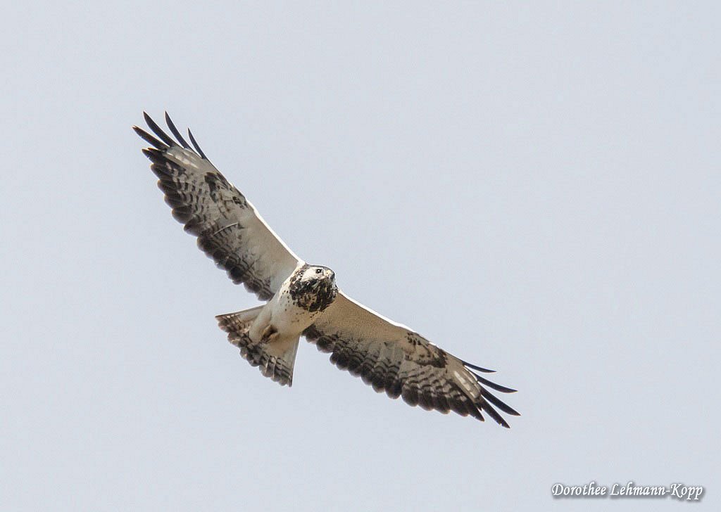 Bussard
