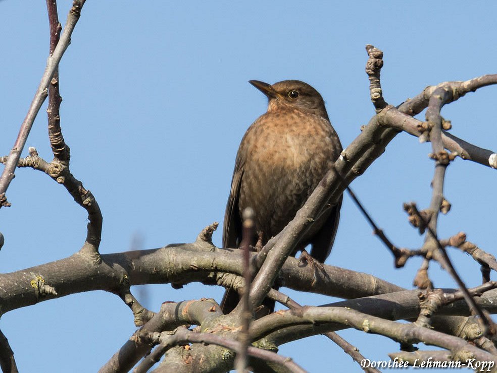 Amsel weiblich