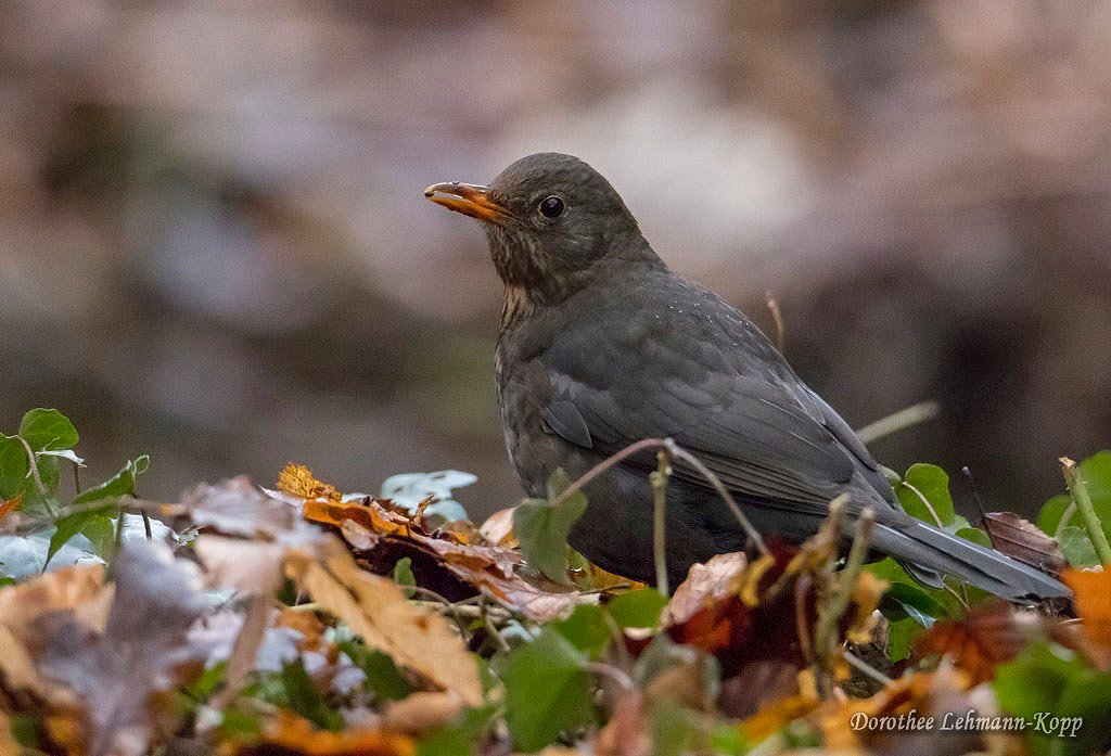 Amsel weiblich