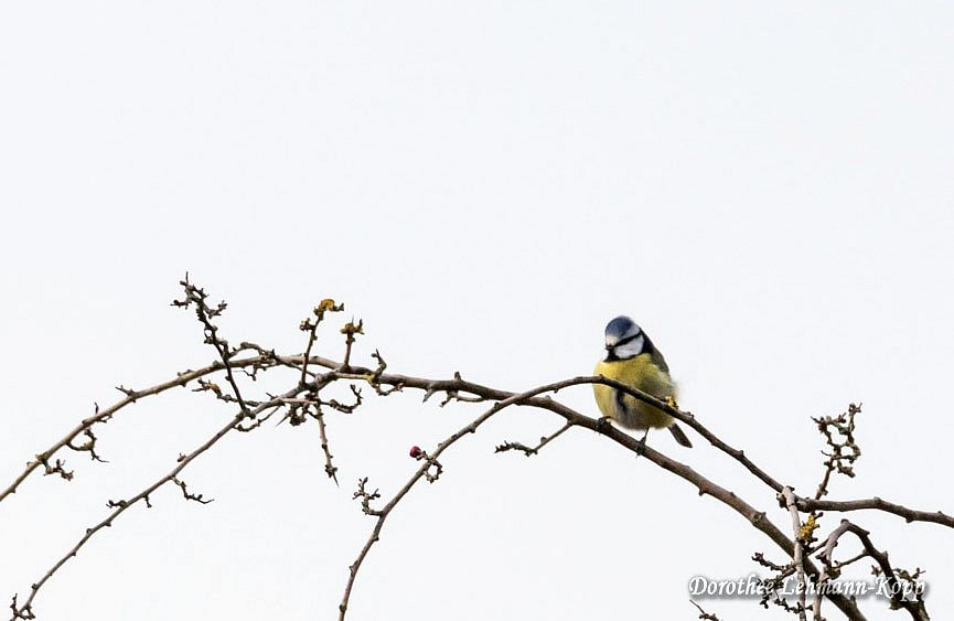 Blaumeise