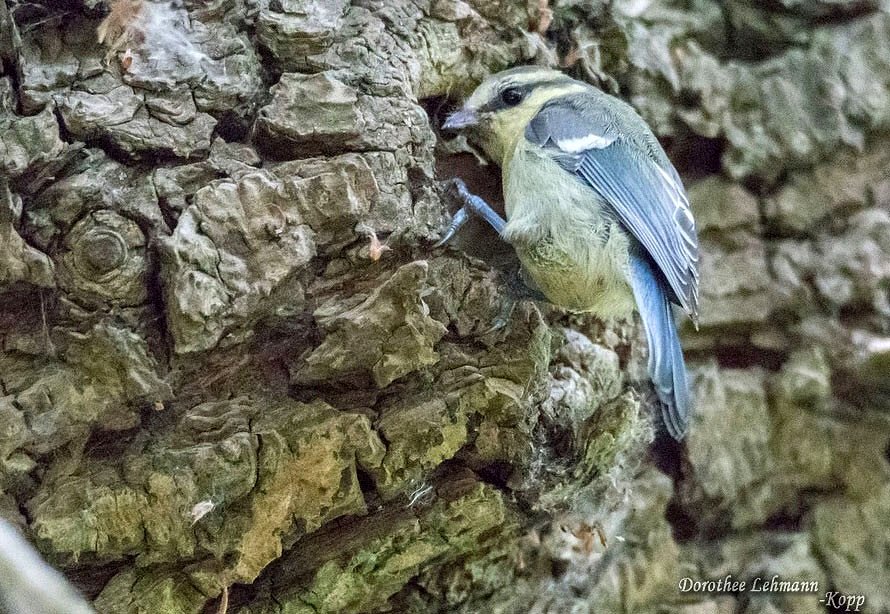 Blaumeise