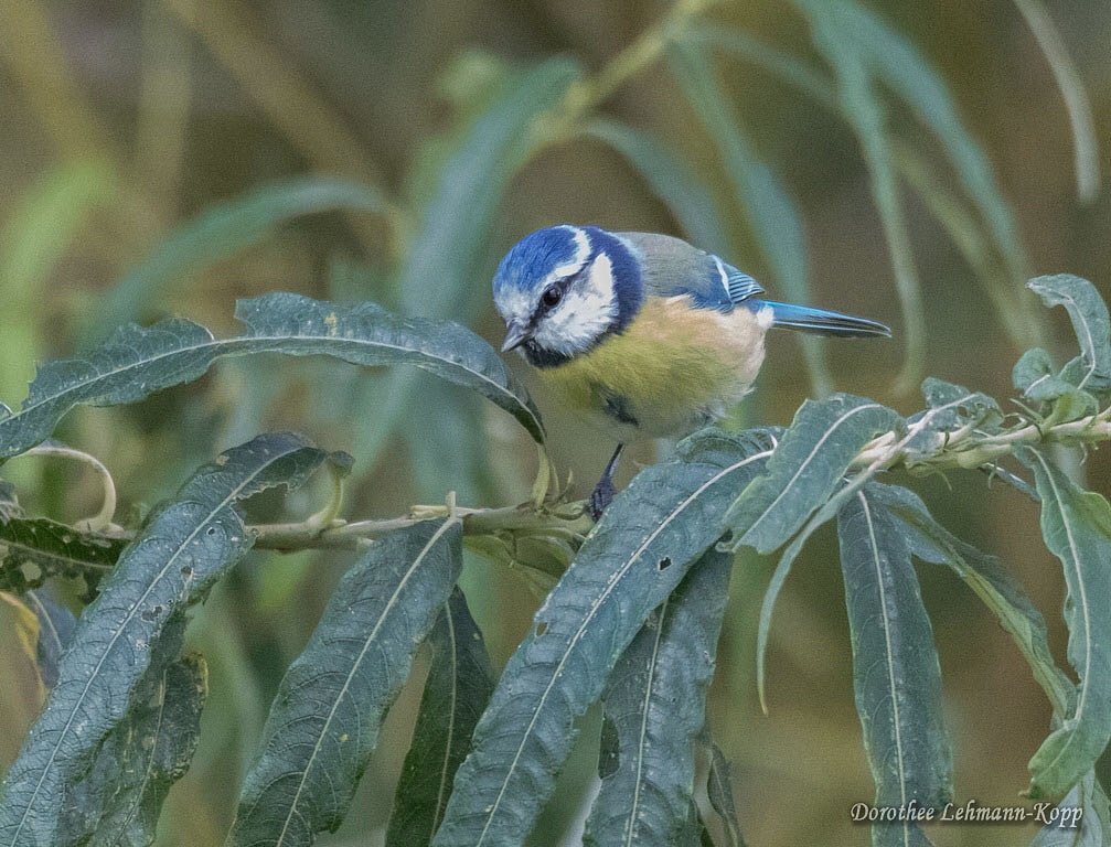 Blaumeise