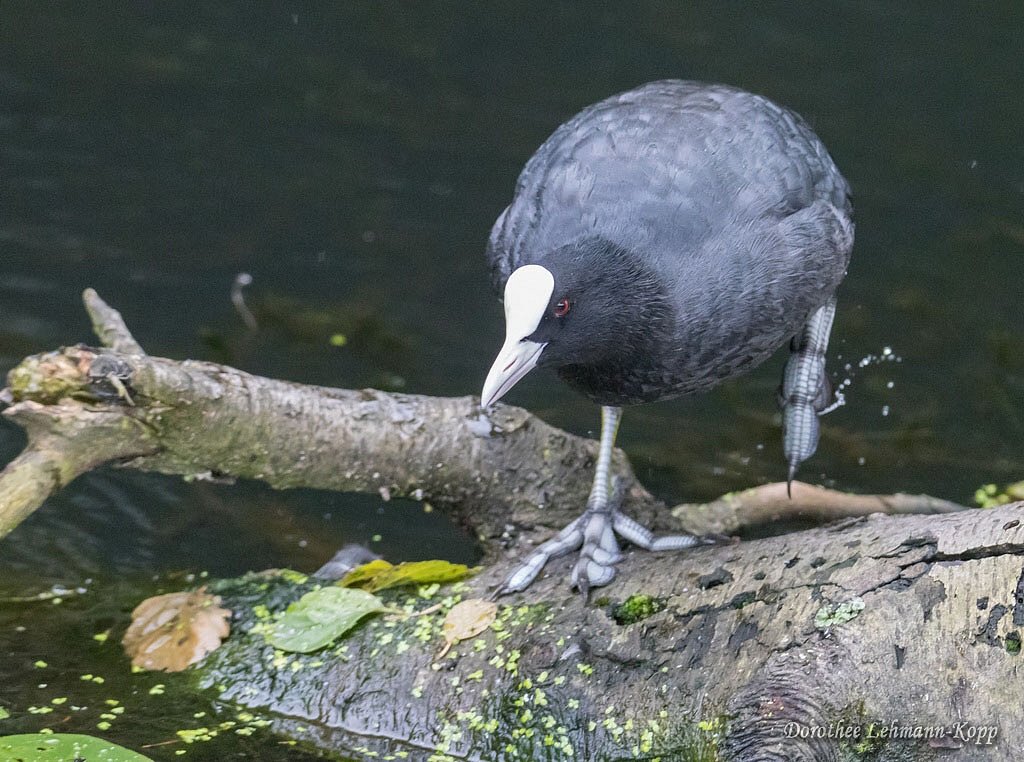 Rallen adult