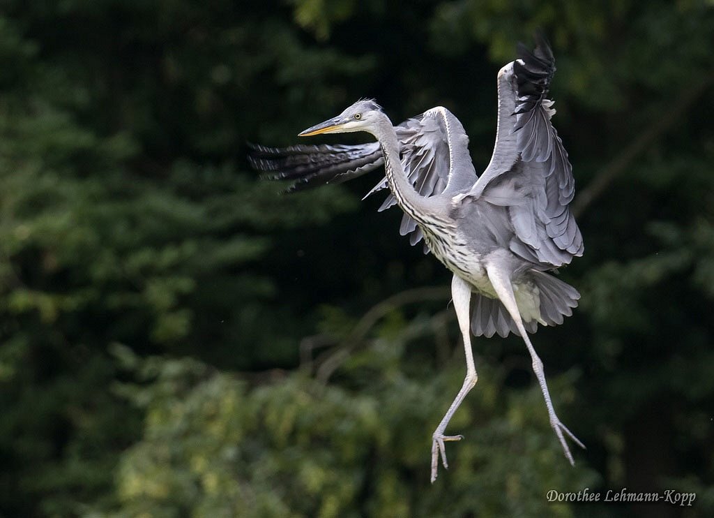 Jungreiher im Landeanflug