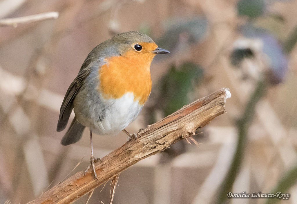 Rotkehlchen