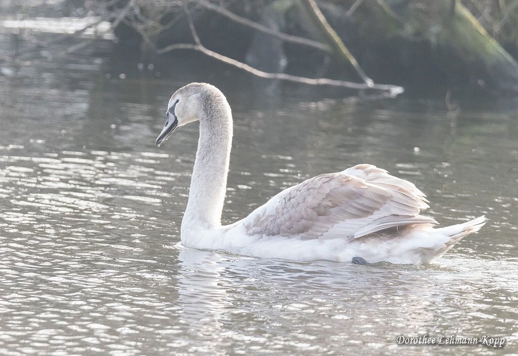 junger Schwan