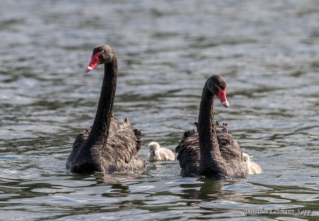 Trauerschwanfamilie