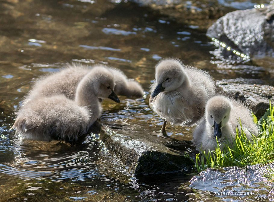 Trauerschwanfamilie