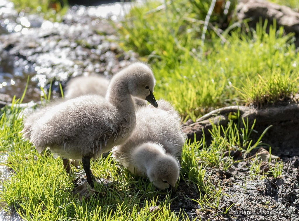 Trauerschwanfamilie