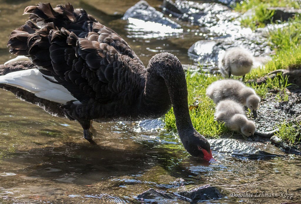 Trauerschwanfamilie