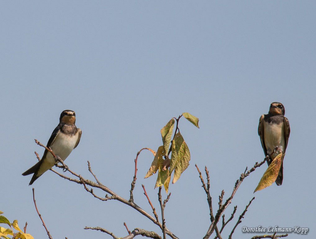 Rauchschwalben adult