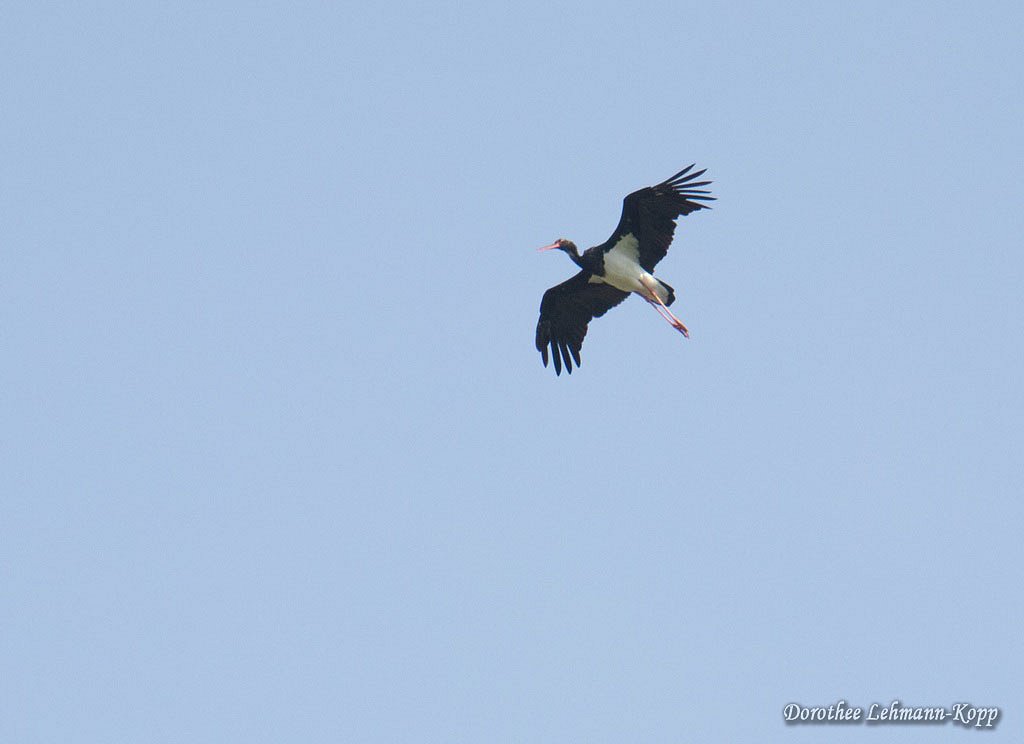 Schwarzstorch, Belegbild