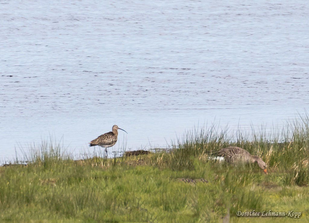 Grosser Brachvogel, Belegbild