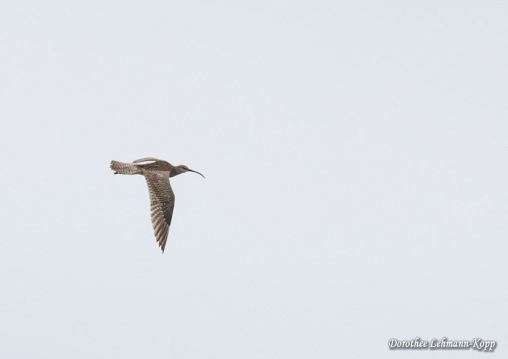 Grosser Brachvogel, Belegbild