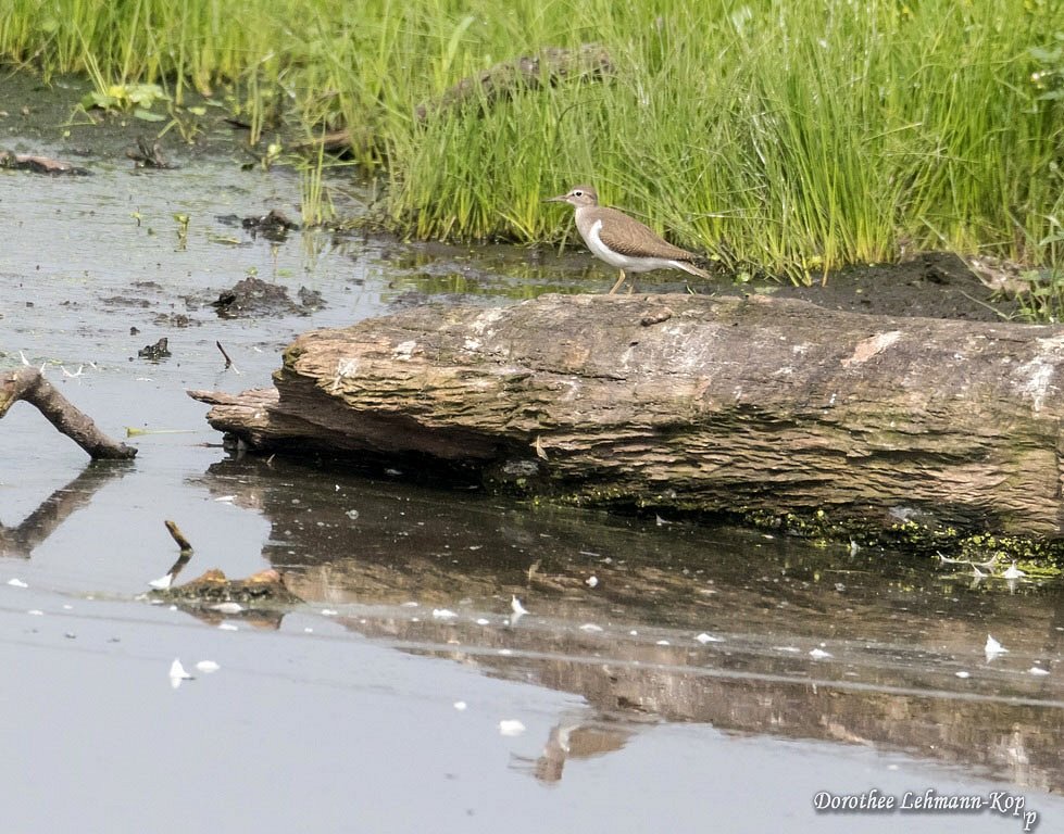 Flussuferlaeufer, Belegbild