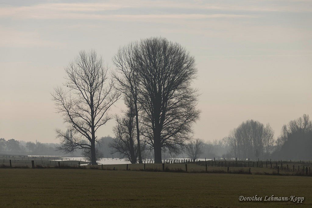 NSG Bislicher Insel