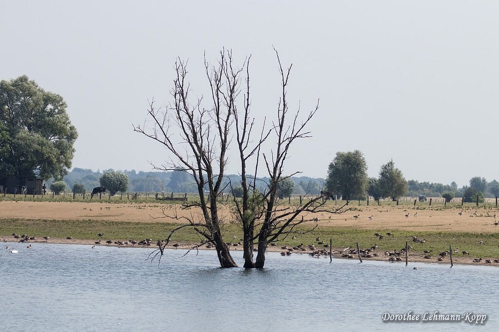 NSG Bislicher Insel