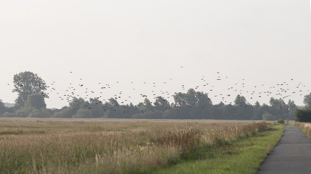 Borgfelder Wuemmewiesen