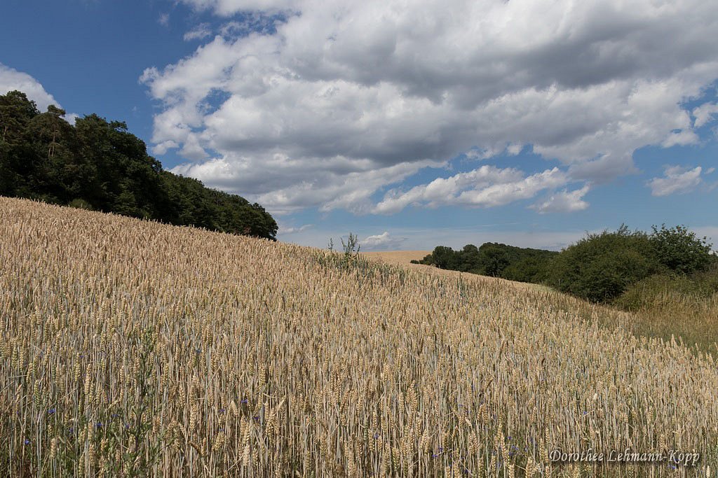 Vordereifel