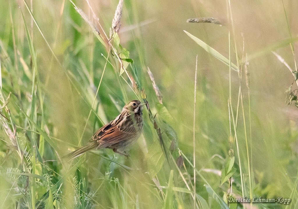 Rohrammer weiblich
