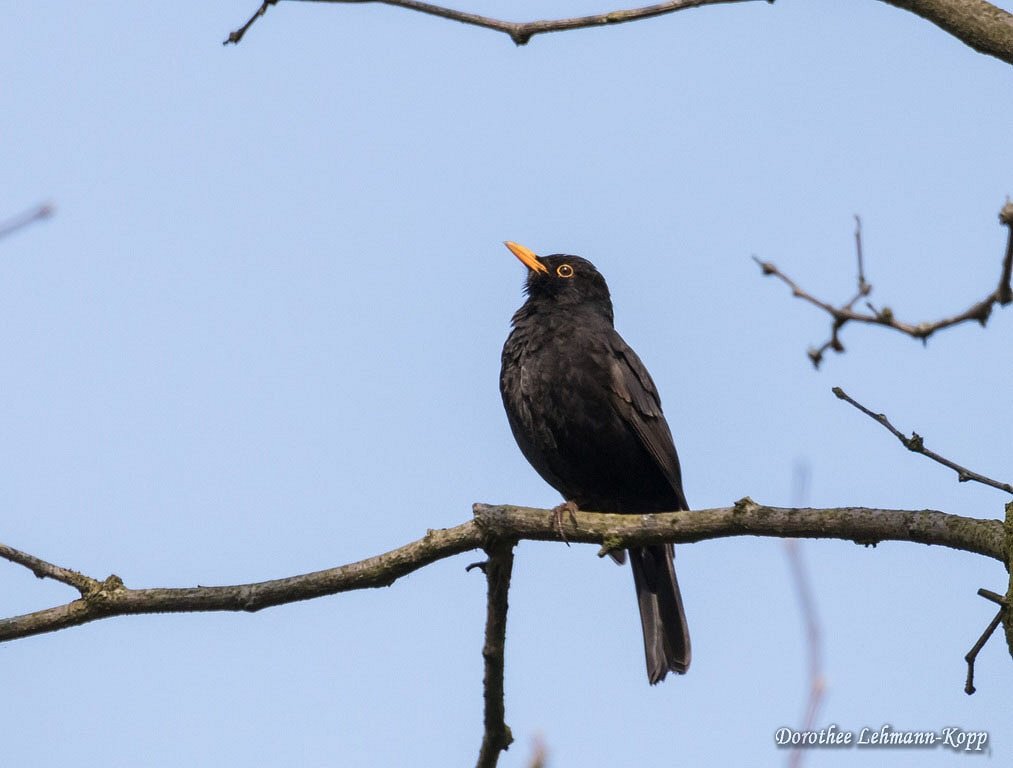 Amsel maennlich