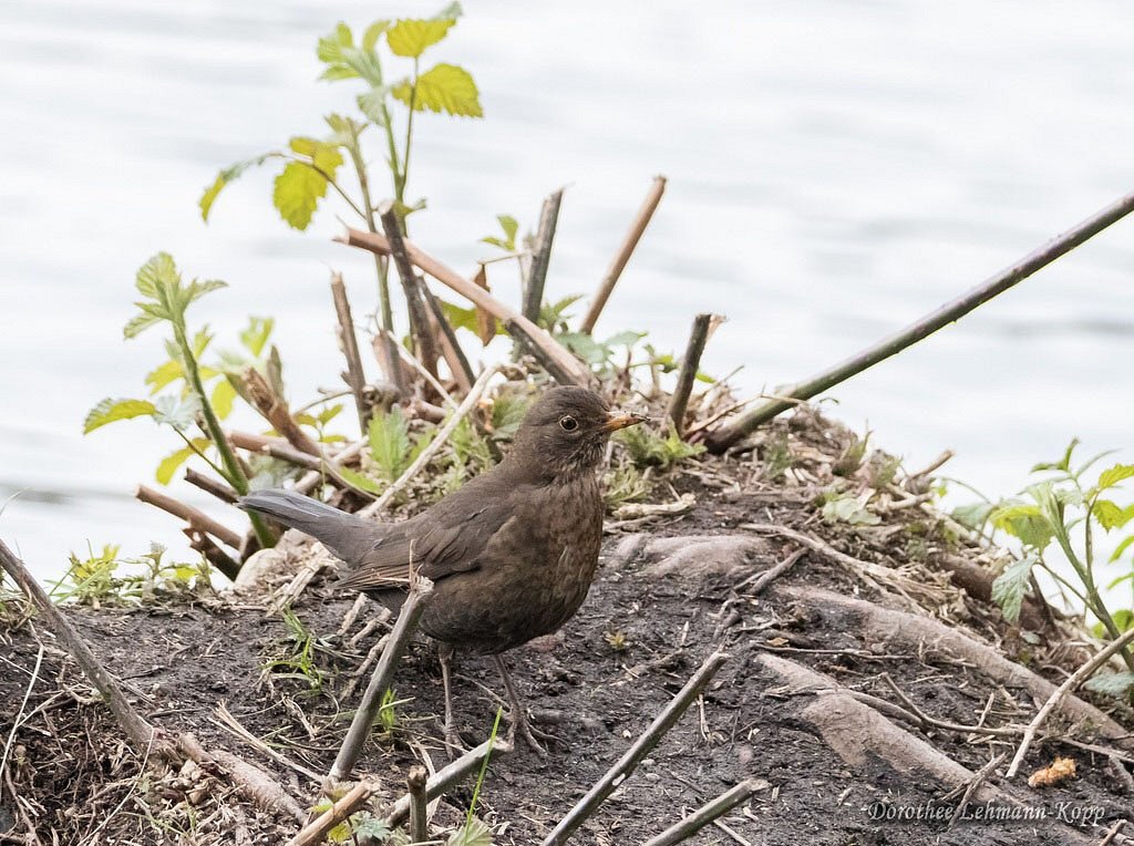 Amsel weiblich
