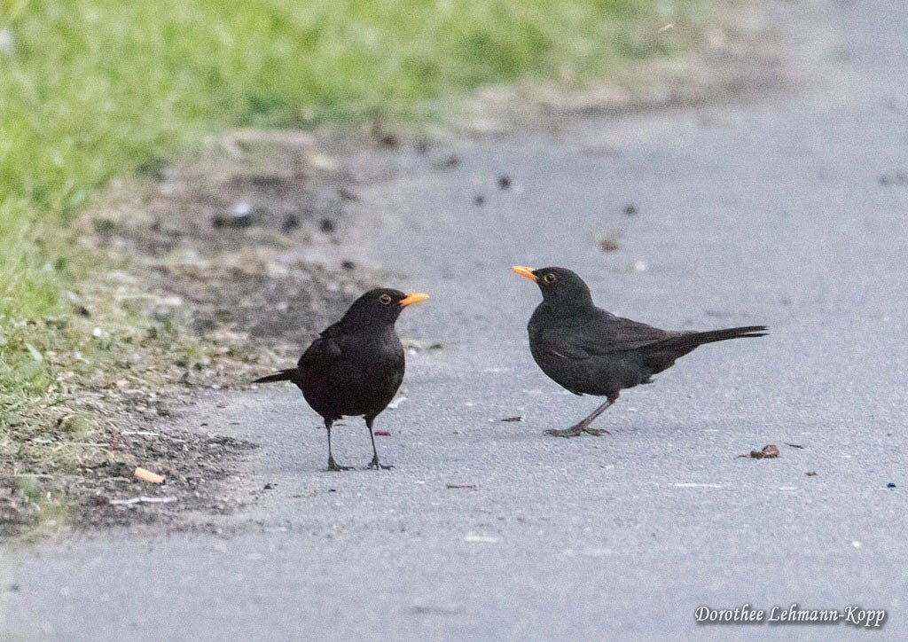 Amsel maennlich
