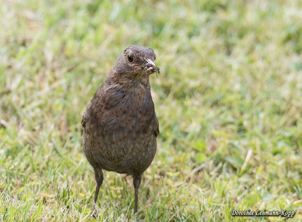 Amsel weiblich