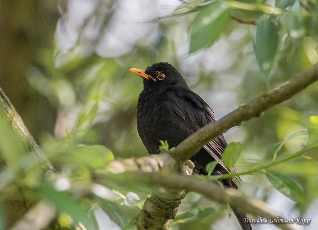 Amsel maennlich