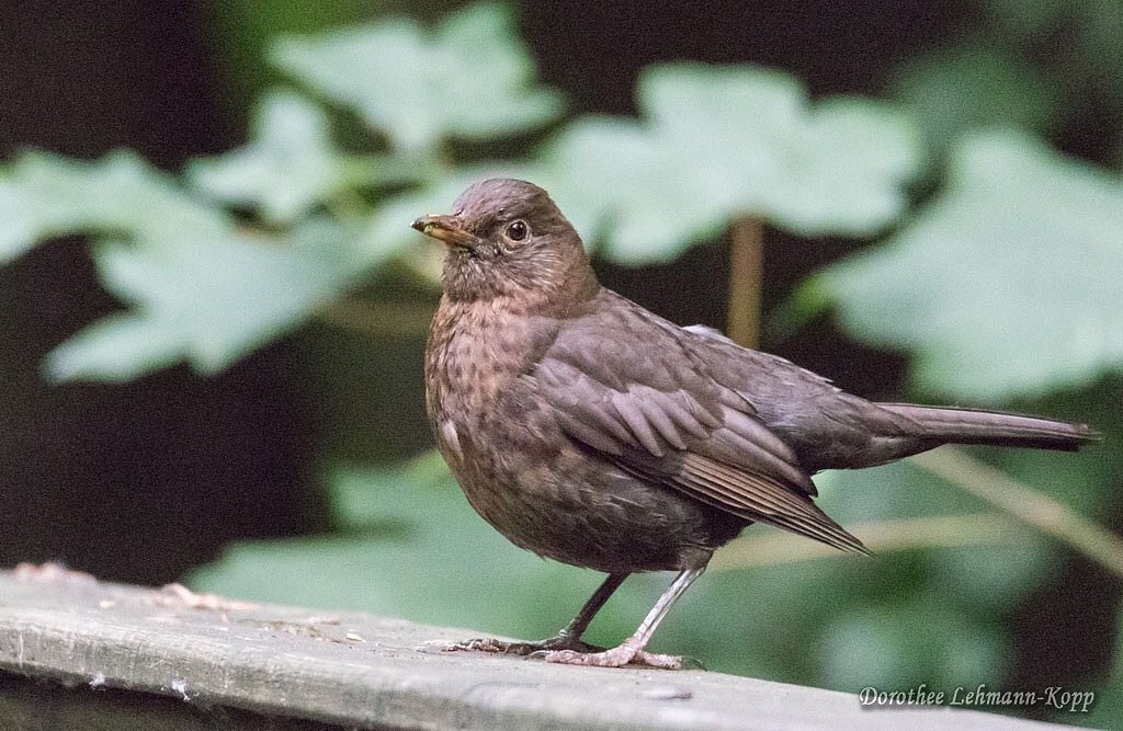 Amsel weiblich