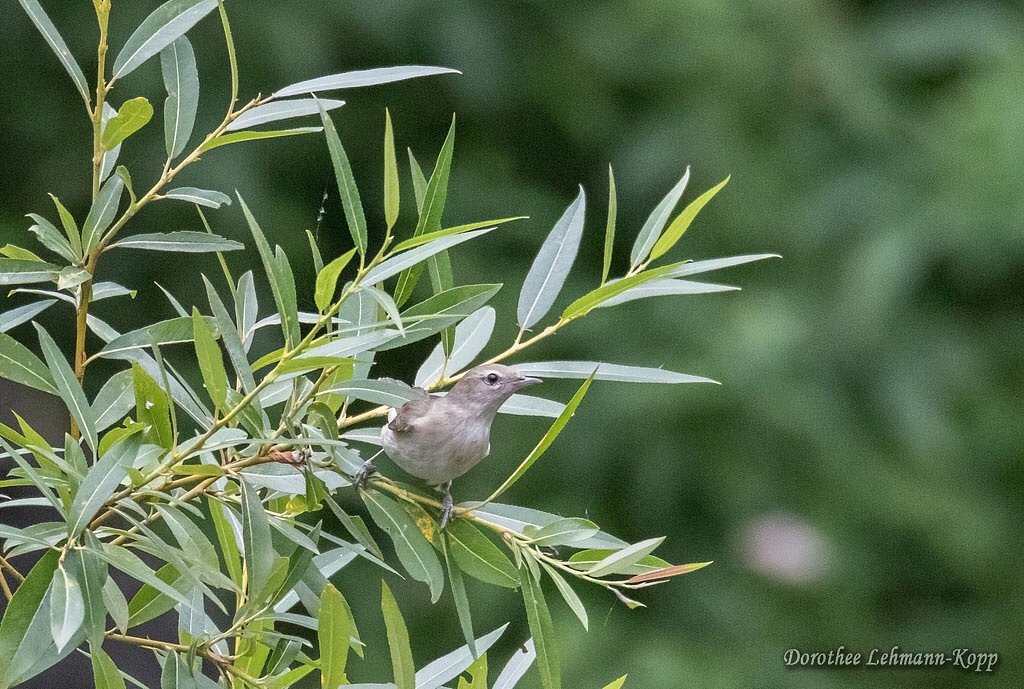 Gartengrasmuecke, Belegbilder