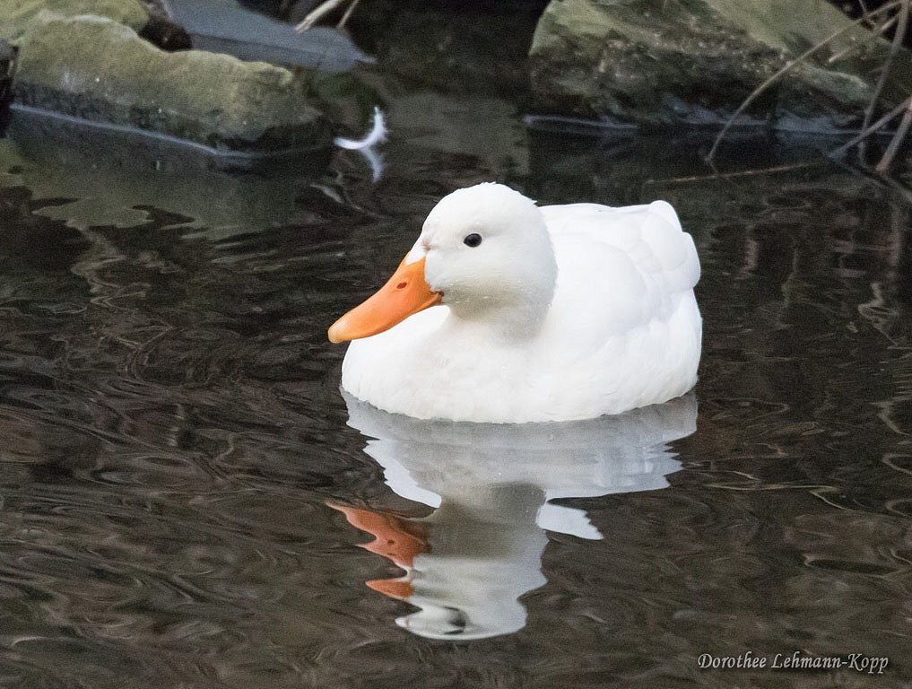 Stockente