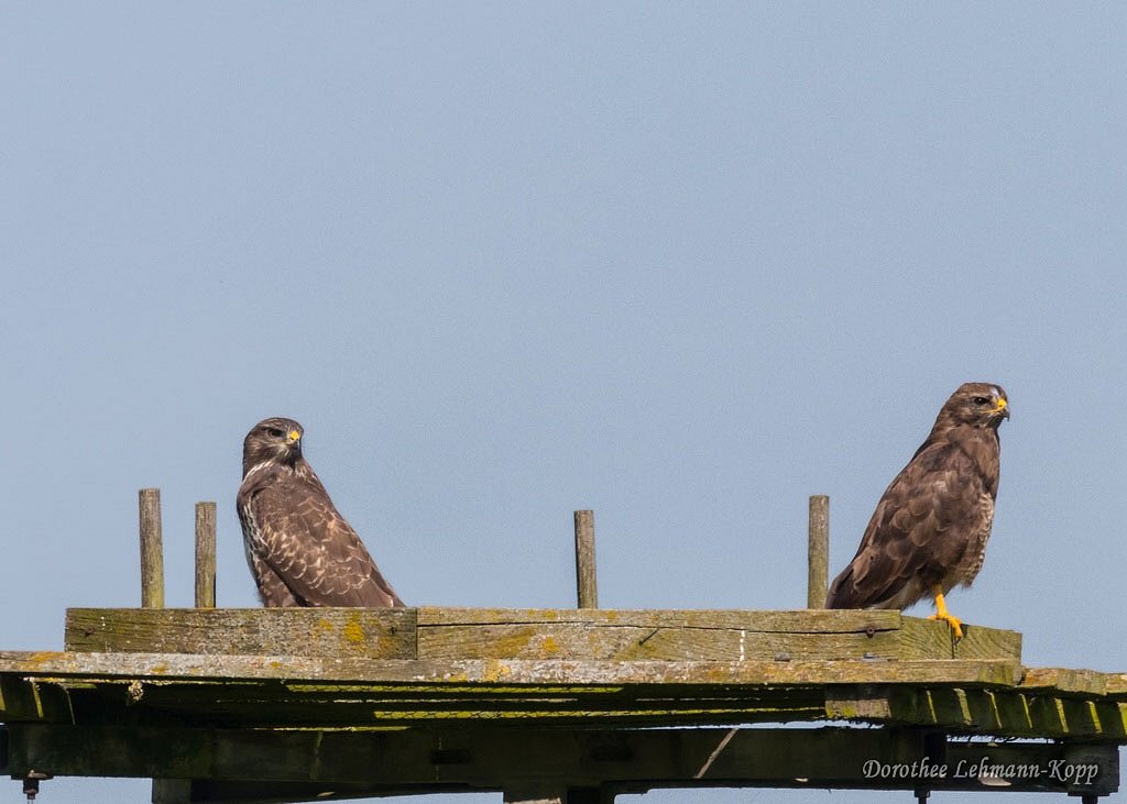 Bussard