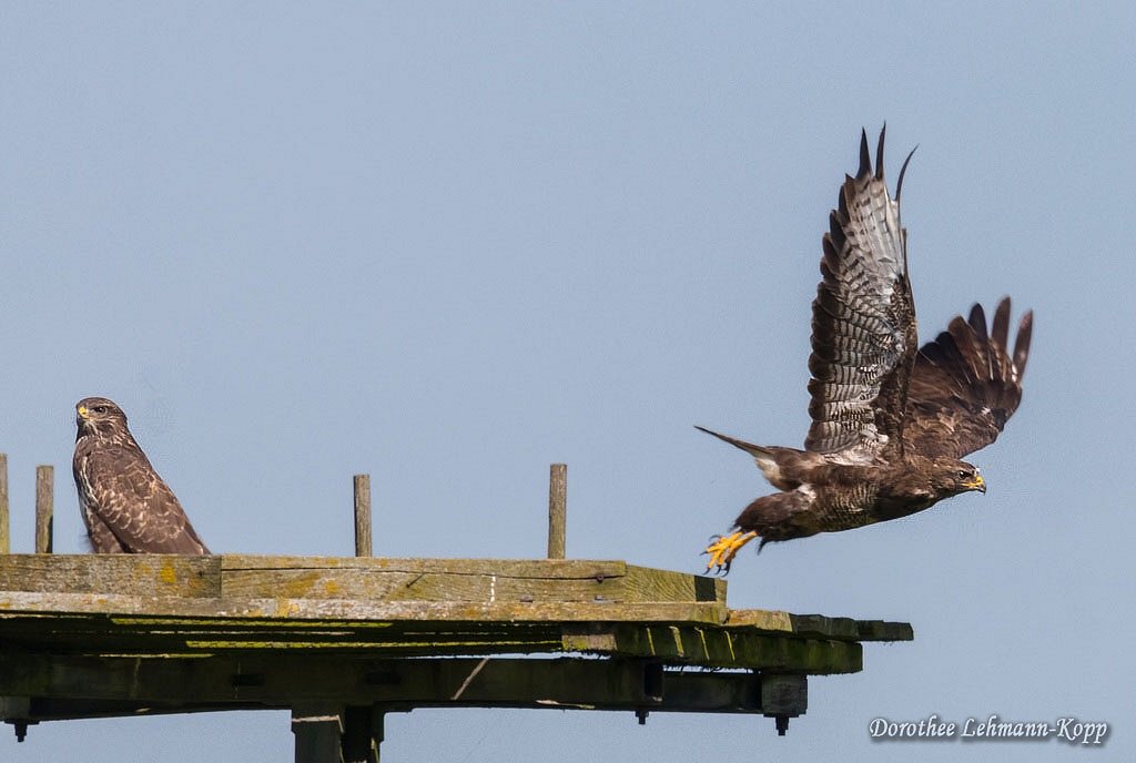 Bussard