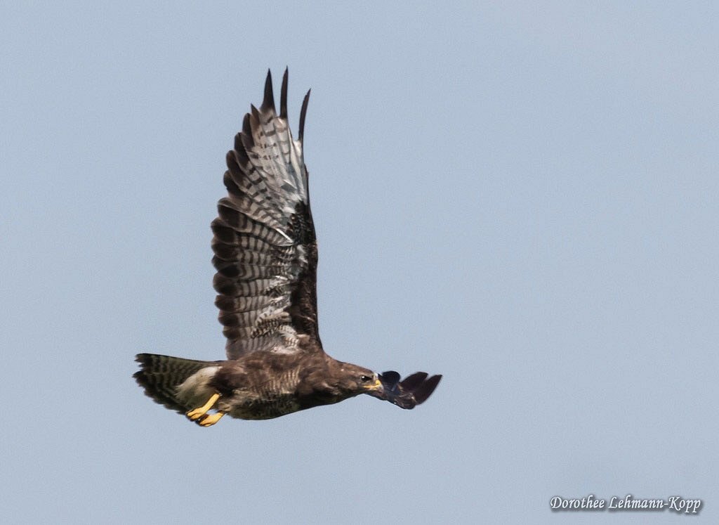 Bussard