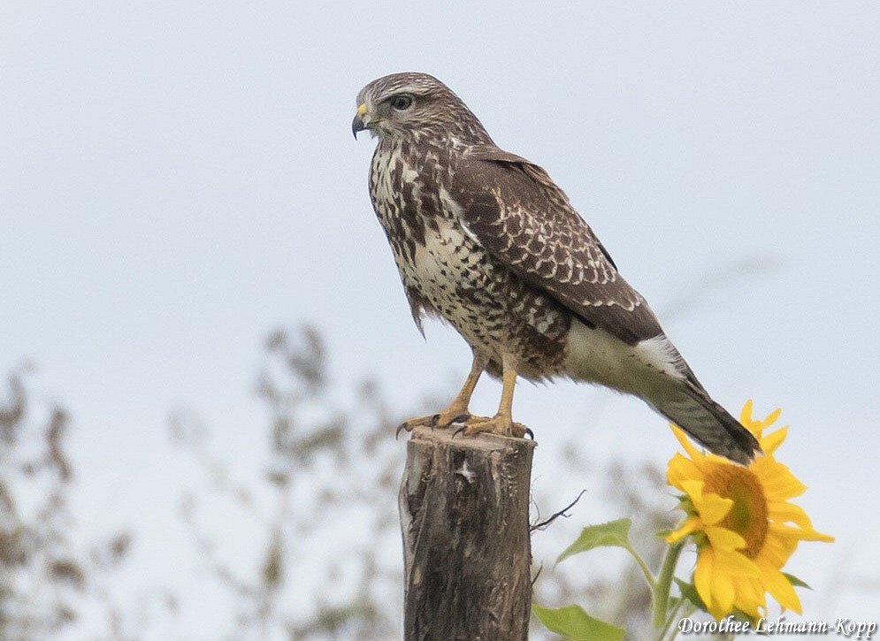 Bussard juvenil