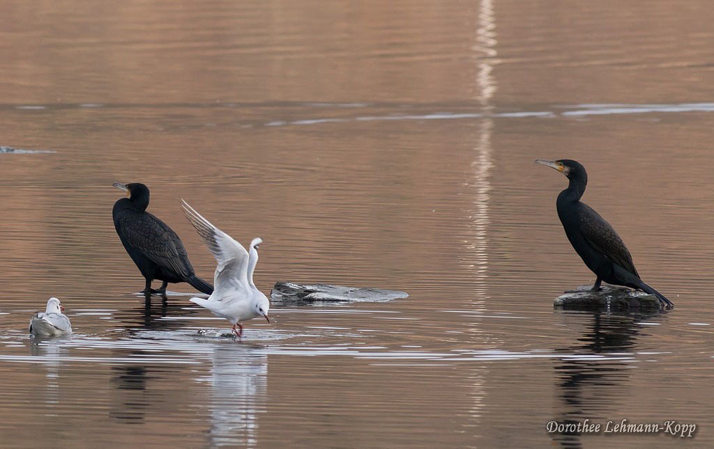 Kormoran und Moewe